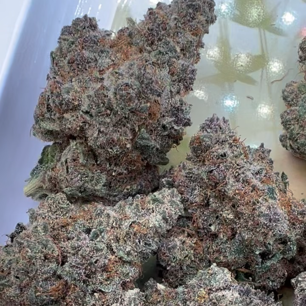 Sold Out - Jet Fuel Gelato (29.47% THCa) - 316 Smoke Now THCA Delivery - Aspen OG x High Country Diesel x Sunset Sherbet x Thin Mint GSC (Hybrid)