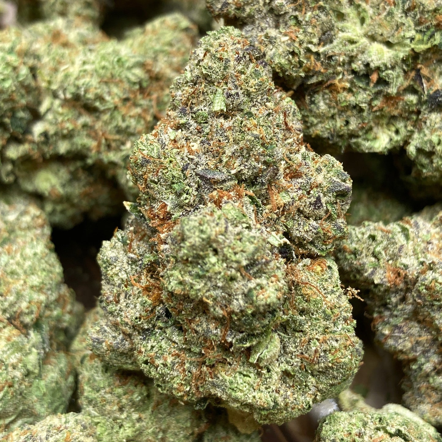 New Strain! Hash Burger (31.3% THCa)