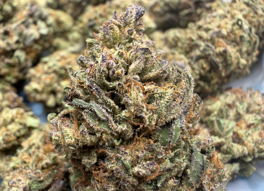 New Strain - Government Oasis (31.0% THCa)