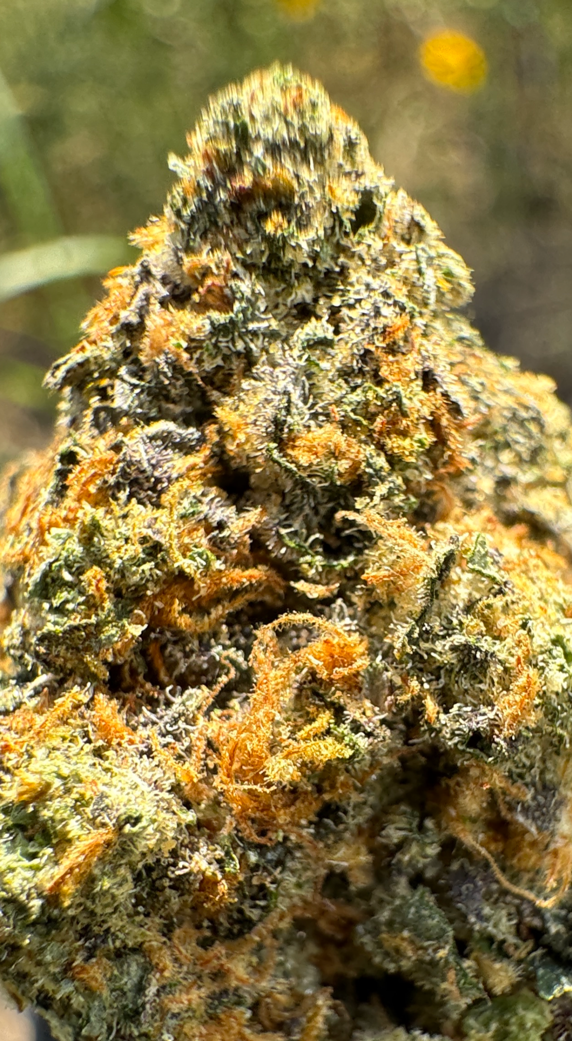 Sold Out - California Orange (33.4% THCa) - 316 Smoke Now THCA Delivery - Sativa