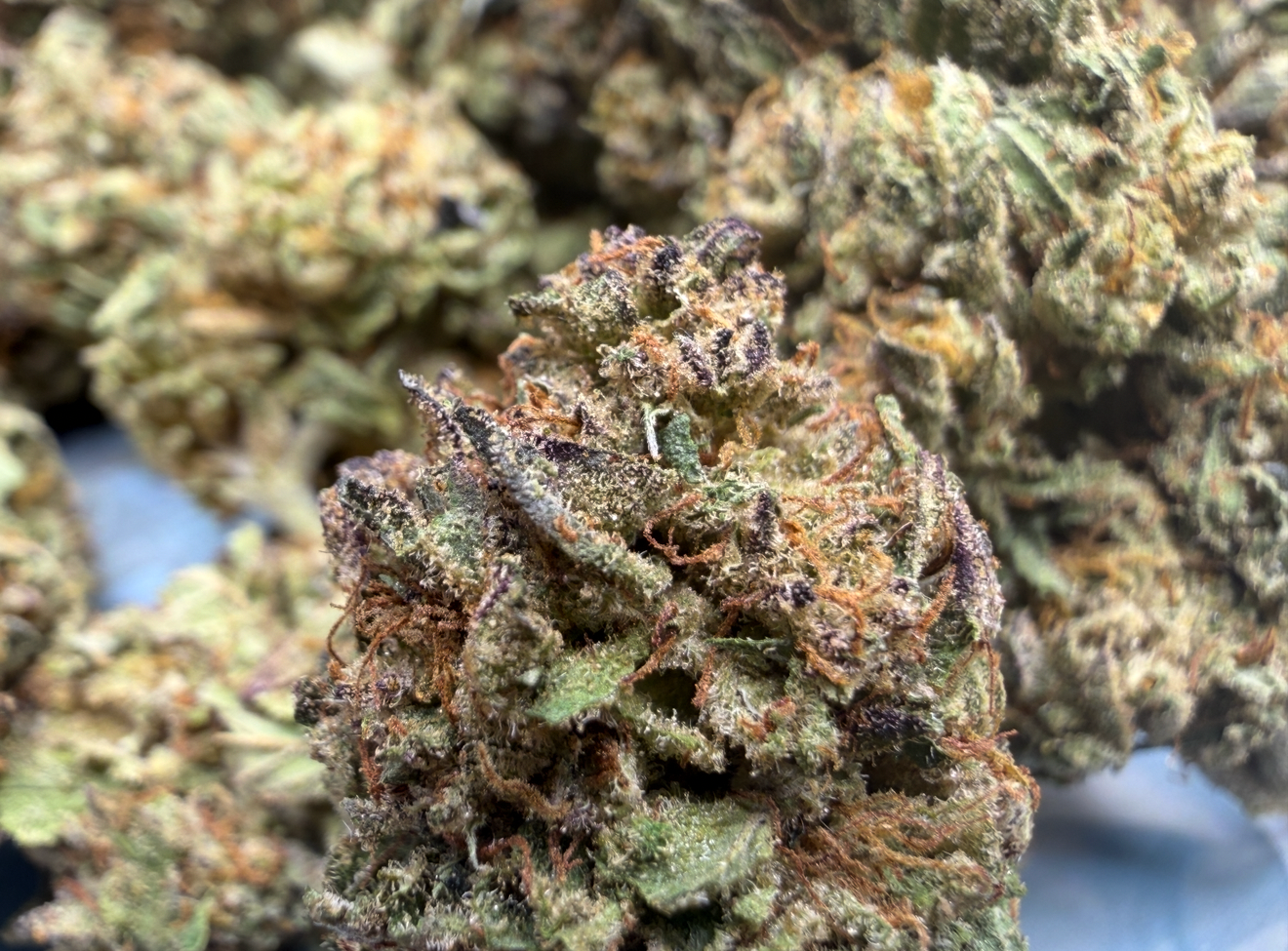 New Strain - Government Oasis (31.0% THCa)