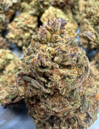 New Strain - Government Oasis (31.0% THCa)