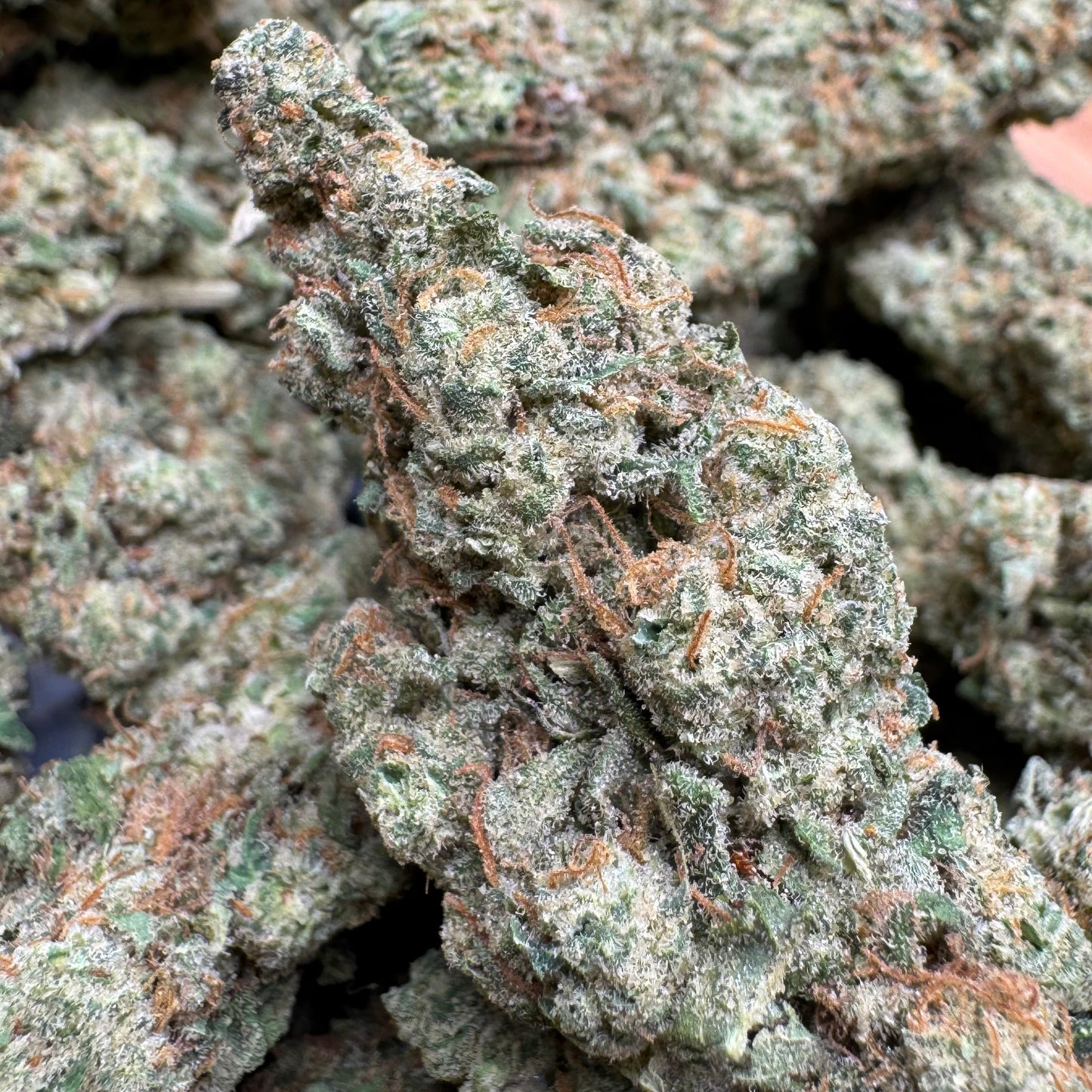 Sold Out - Chemlatto #33 (31.3% THCa)